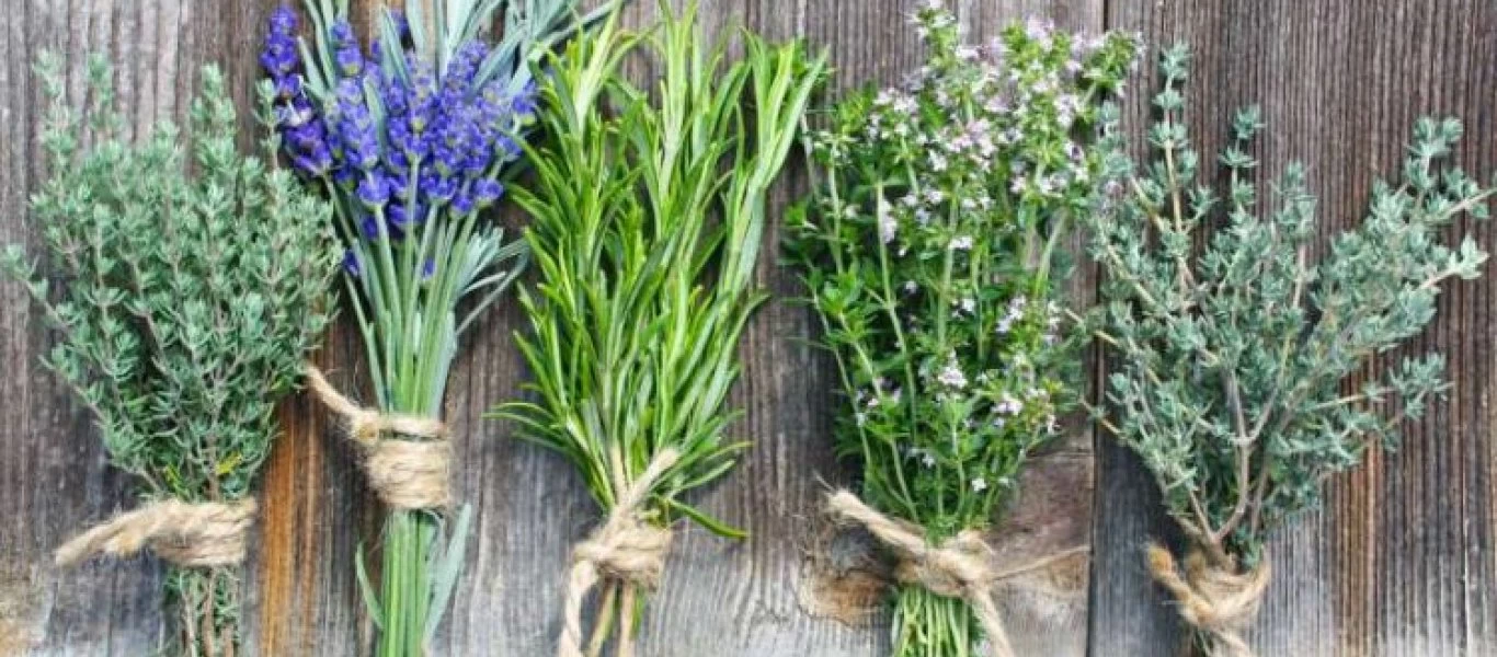 Aυτο είναι το βότανο που ενισχύει το ανοσοποιητικό σύστημα και προλαμβάνει τον καρκίνο!